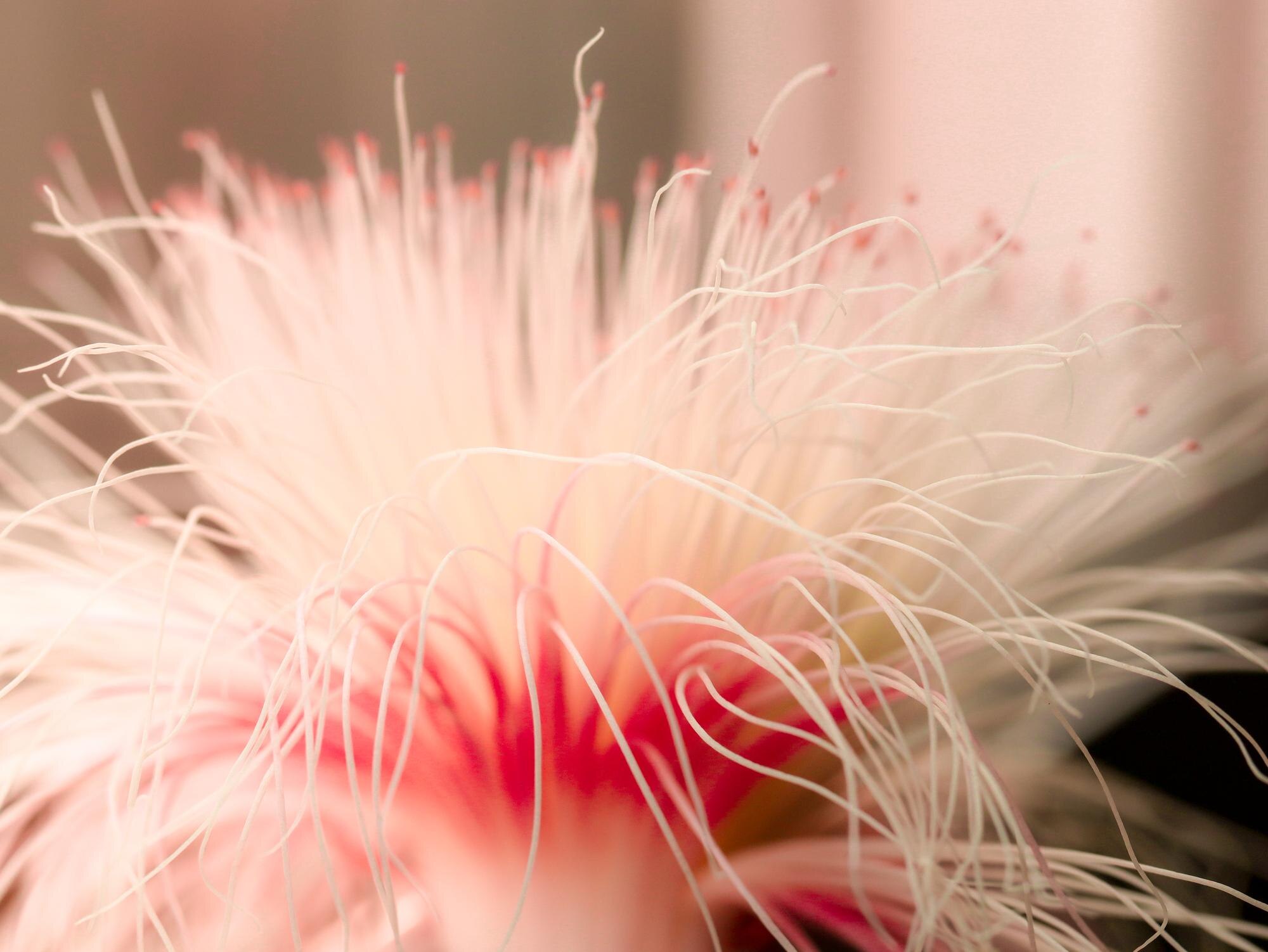 Decoding Perimenopause: A Gut-Brain-Hormone Perspective