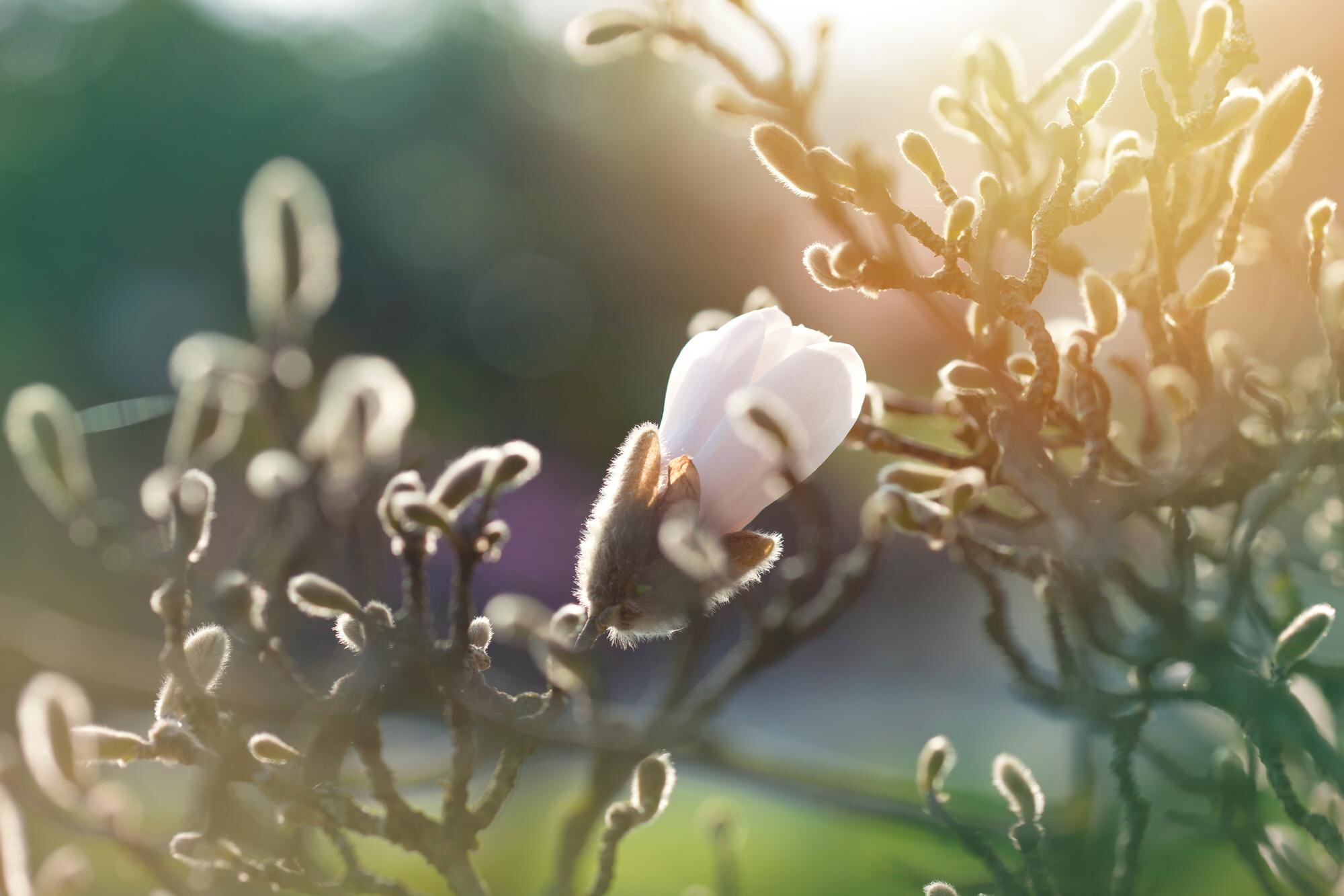 Understanding the Thyroid-Adrenal-Blood Sugar Triangle: Your Key to Hormone Balance