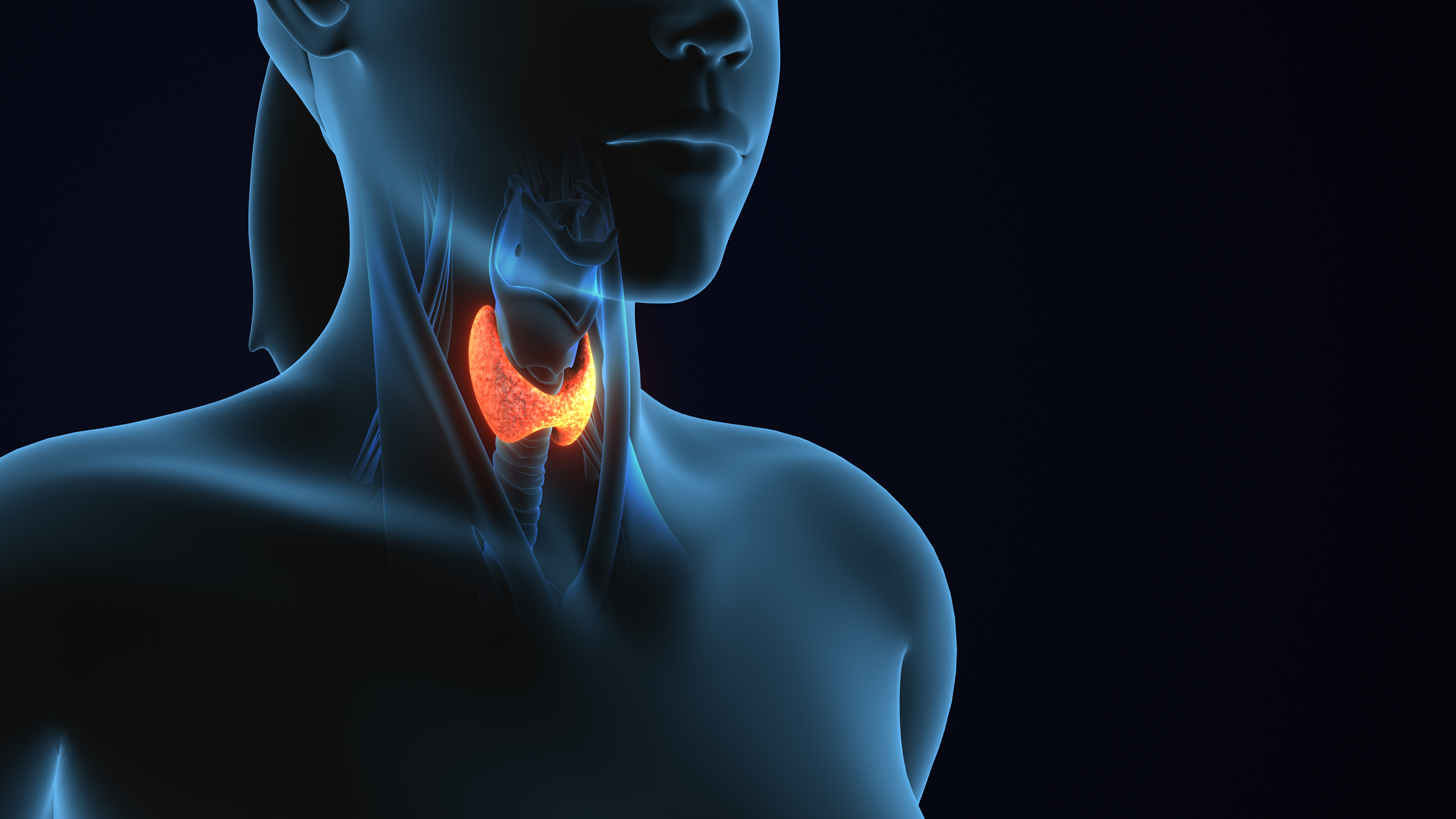 The Thyroid–Adrenal–Blood Sugar Triangle: Unlocking Metabolic and Hormone Stability