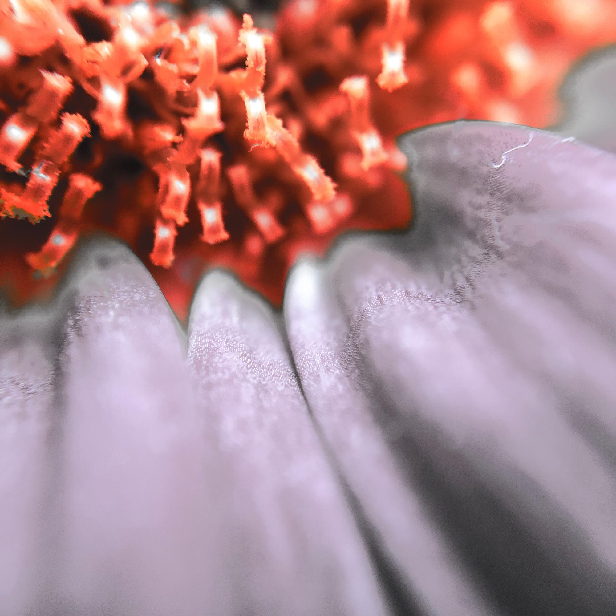 Calm the System, Calm the Flare: Nervous System Regulation for Autoimmune Inflammation