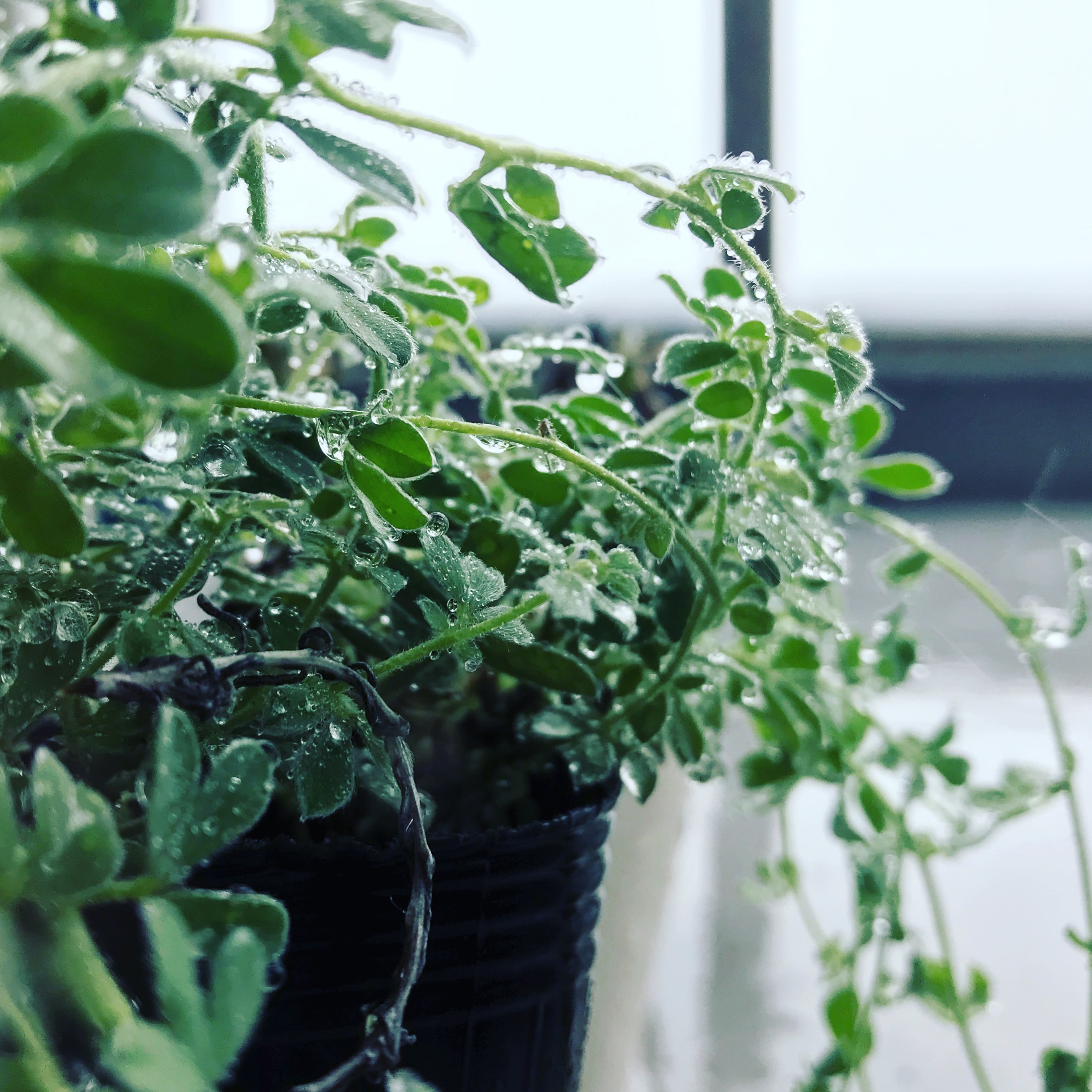 Safety, Not Willpower: How a Calm Nervous System Eases Mood Shifts, Fatigue, and Brain Fog