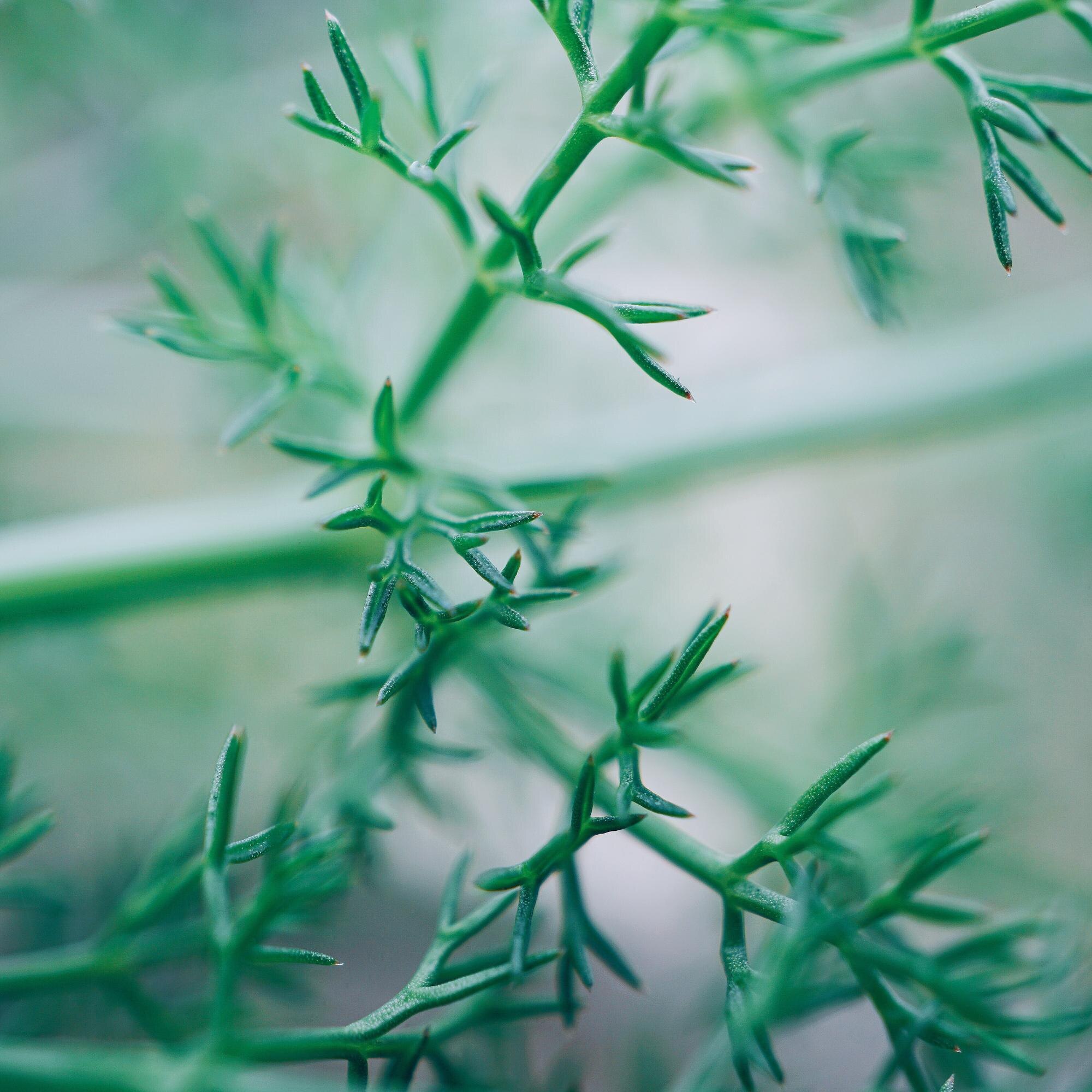 Vagus Nerve Regulation: Calming Autoimmune Flares and Mood Shifts